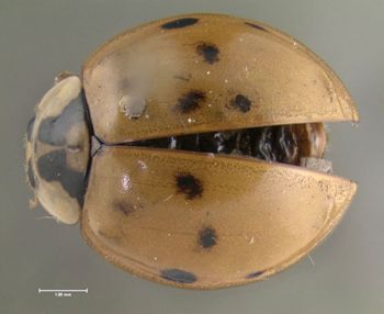 Media type: image;   Entomology 602432 Aspect: habitus dorsal view
